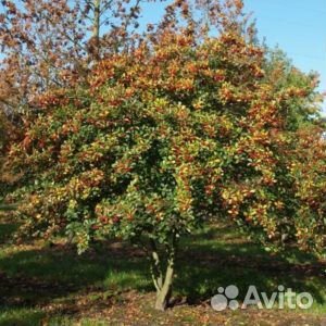 Боярышник мягковатый: плодовый