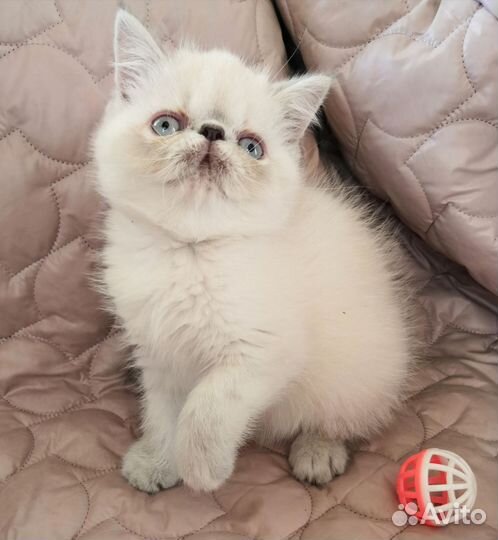Экзотические котята