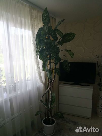 Диффенбахия