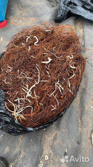 Маточный корень малины