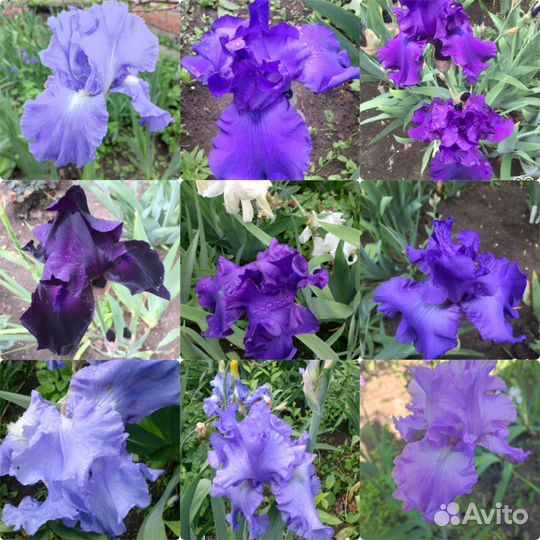 Ирисы, лилейники