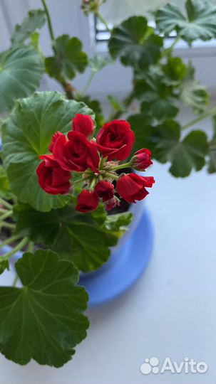 Пеларгония, герань, красная, махровая