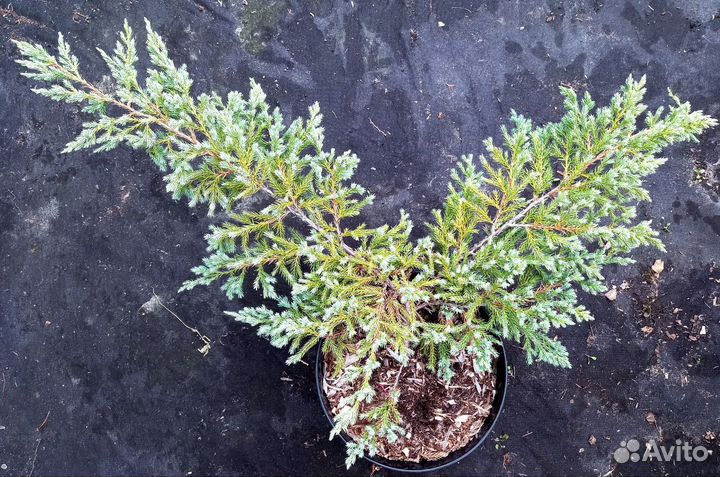 Можжевельники горизонтальные