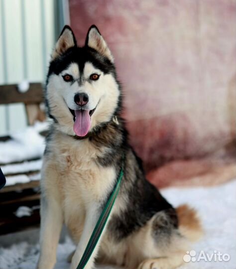 Ласковая девочка Баффи