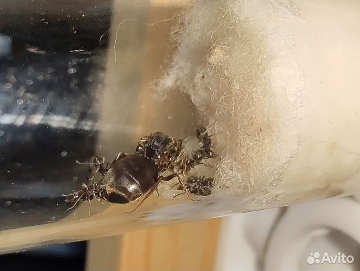 Муравьи Lasius Niger
