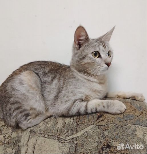 Добрейшая кисонька Валюха ищет дом