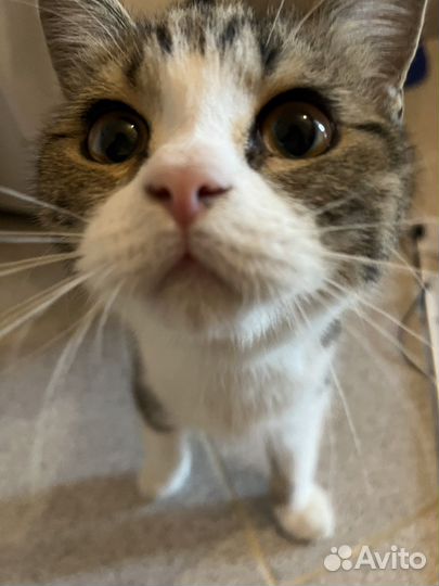 Передержка кошек