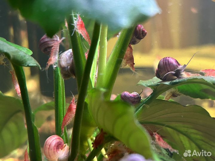 Улитки аквариумные ампулярии