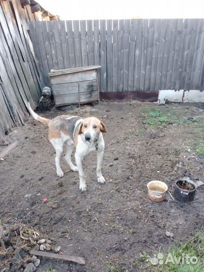 Отдам охотничью собаку