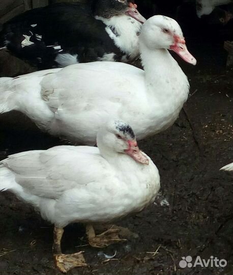 Мускусная утка для разведения