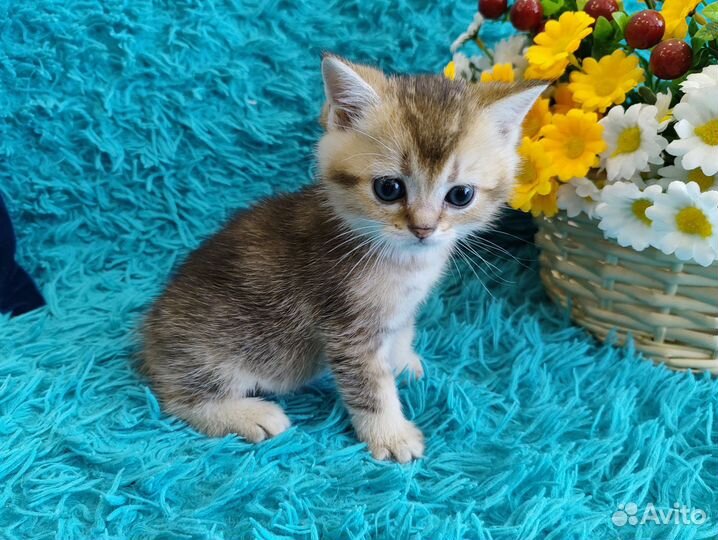 Шотландские котята