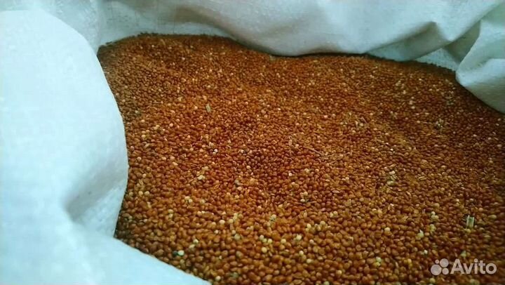 Кукуруза,Комбикорм