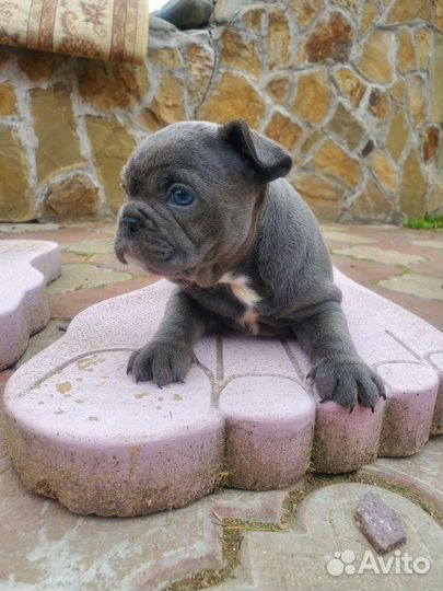 Голубая французская бульдожка