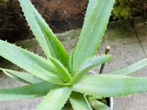 Aloe vera barbadensis para que sirve