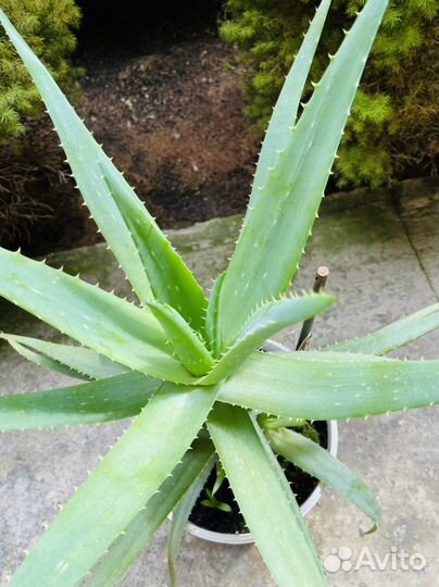 Алоэ Вера Барбаденсис Миллер