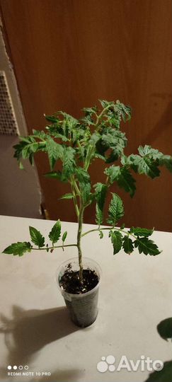 Томат комнатный 