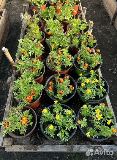 Бархатцы в горшках