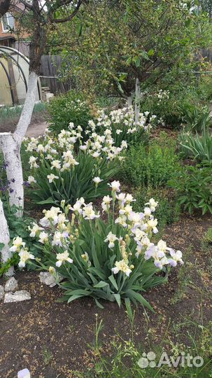 Ирис бело-голубой