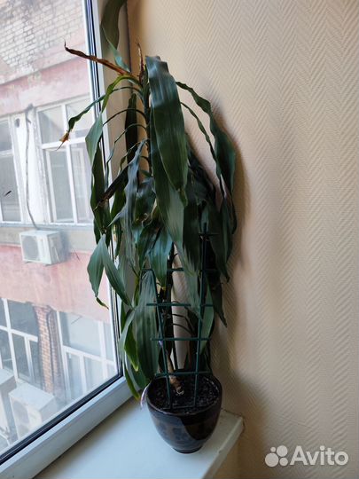 Растения цветы большие