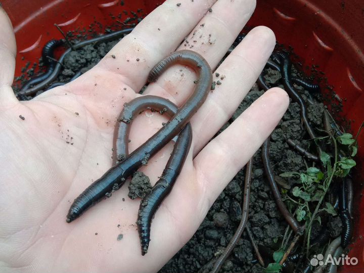 Черви выползки для рыбалки