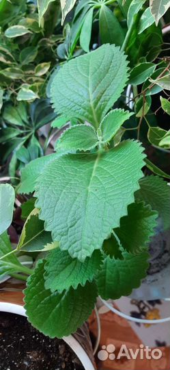 Комнатные цветы антуриум