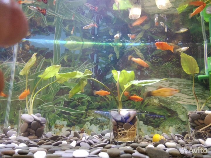 Аквариум 10л псевдоскаты Севилья