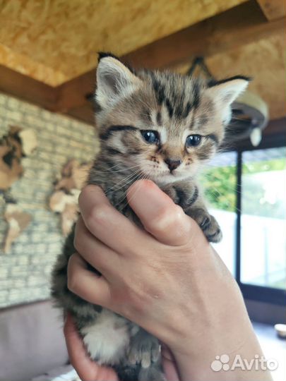 Кошечка в добрые руки