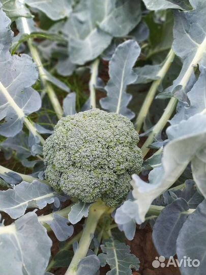 Капуста брокколи