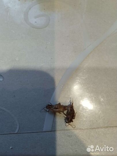 Домовой сверчок замороженный/корм для стрижей