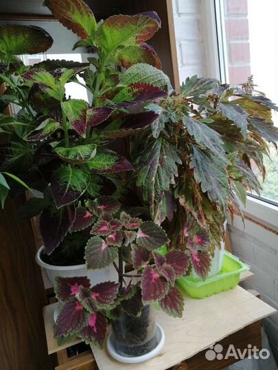 Домашние растения