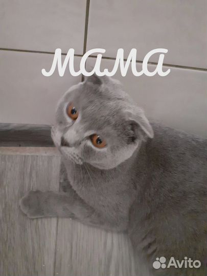 Британская кошка вислоухая
