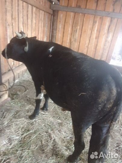 Продаю овец, 19 овцематки