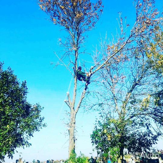 Спил деревьев