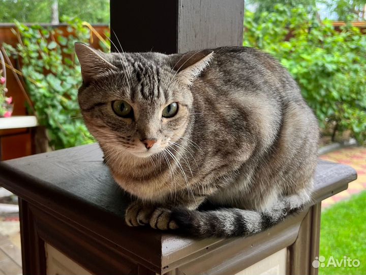 Кошка