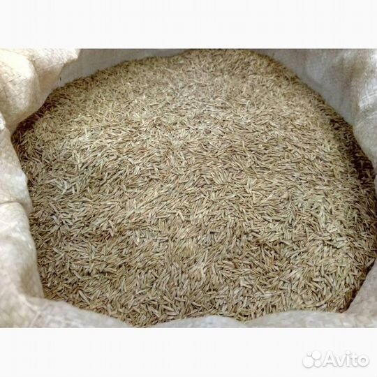 Райграс однолетний