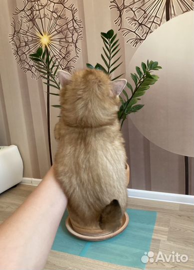 Золотой йорк голдаст девочка