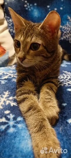 Котенок девочка