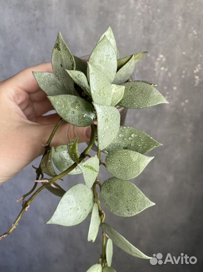 Хойя лакуноза суперэскимо