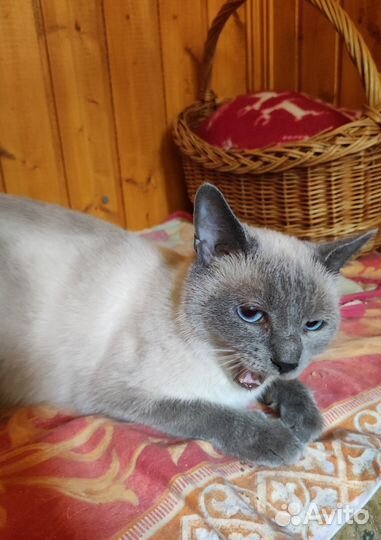 Красавица ищет дом