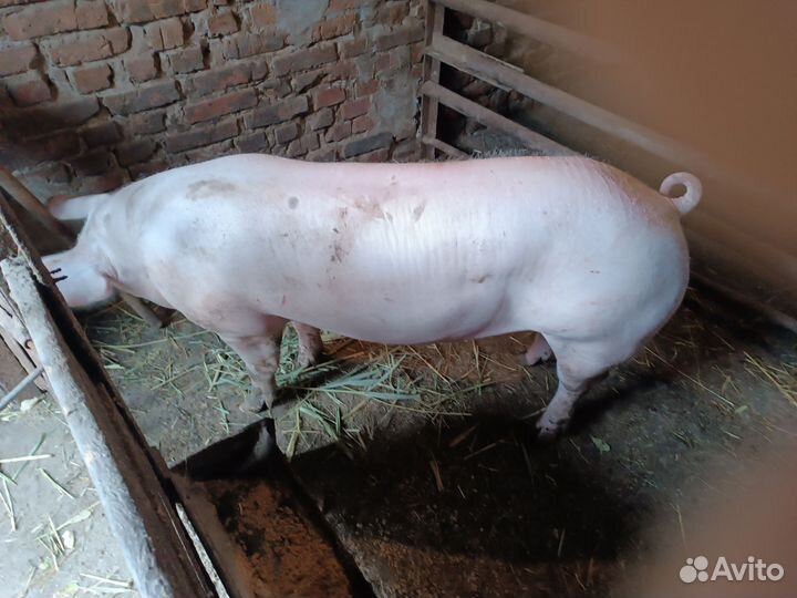 Хряк на племя