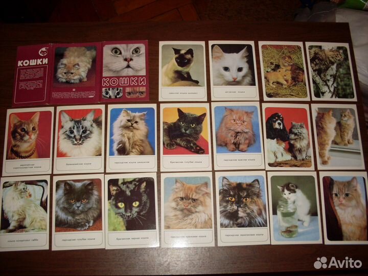 Открытки - животные