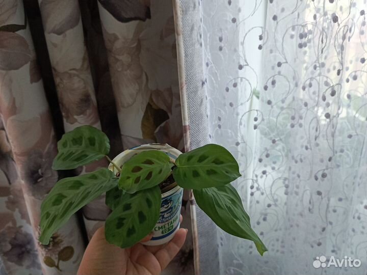 Маранта керховена