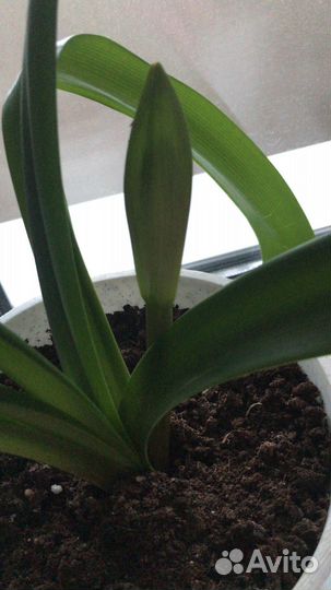 Гиппеаструм амариллис цветущий, крупные луковицы