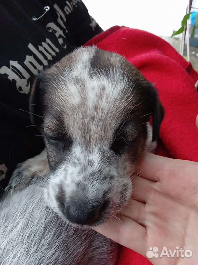 Отдам в добрые руки щенка мальчика