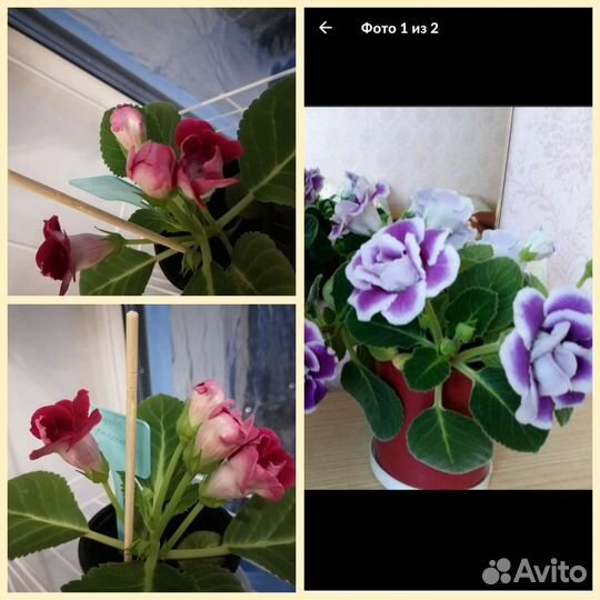 Глоксиния махровая