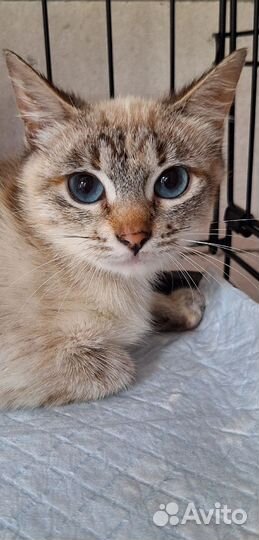 Котенок Таюша