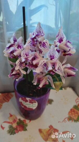 Орхидея фаленопсис пелорик