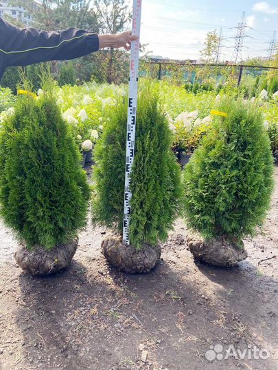 Туя Смарагд