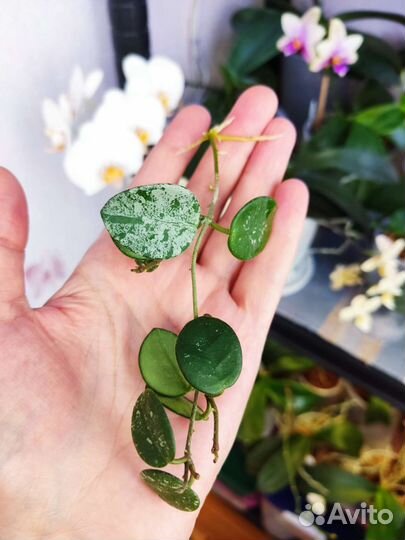 Хойя на срез