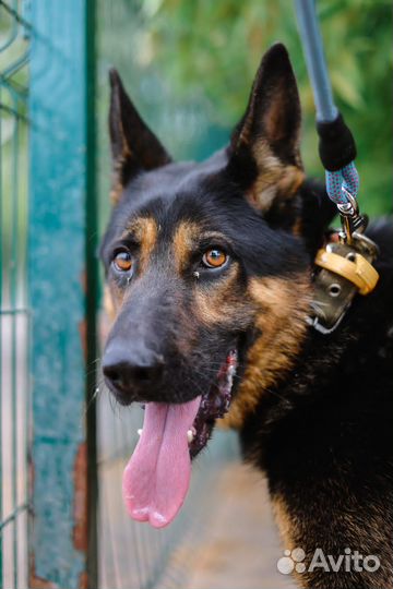 Молодой овчар Покер. Спасите из приюта